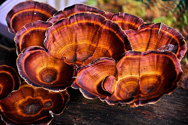 Reishi: Um cogumelo que todo prescritor deve conhecer