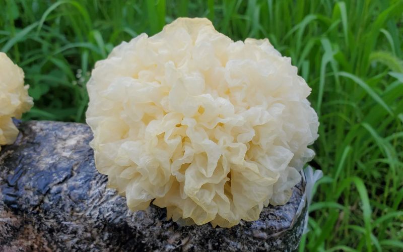 Tremella: benefícios para memória, pele, coração e imunidade