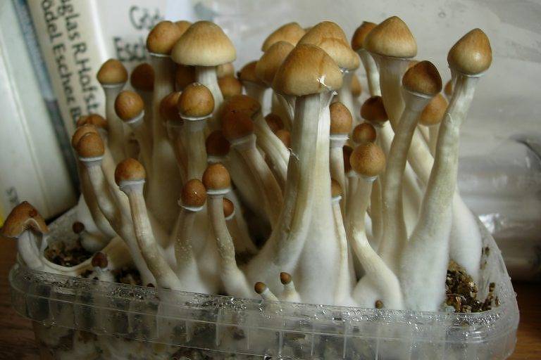 Bandeja de cultivo de Psilocybe cubensis, com vários cogumelos prontos para colheita.
