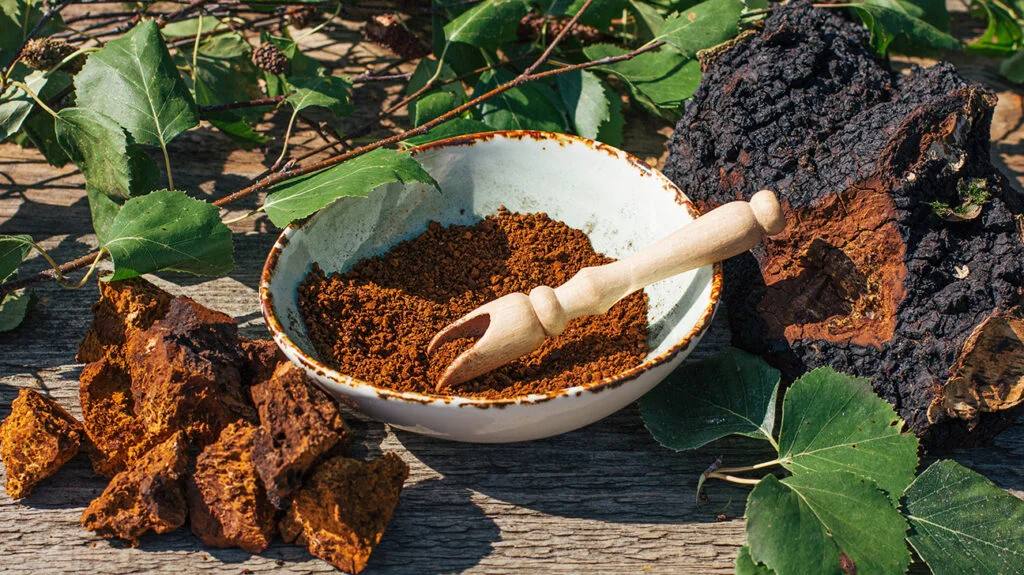 Cogumelo Chaga inteiro e moído dentro de uma vasilha. Vários pedaços de cogumelo sobre a mesa.